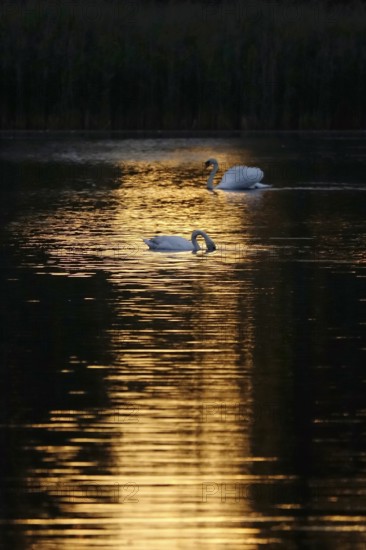 Upper Lusatian heath and pond landscape, evening light, June, Saxony, Germany, Europe