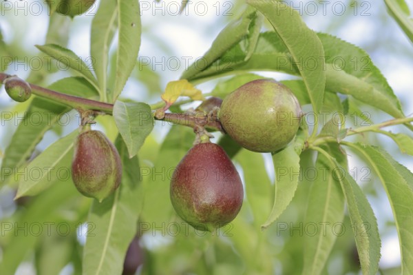 Nectarine (Prunus persica var. nucipersica), unripe fruit on the tree, Provence, southern France