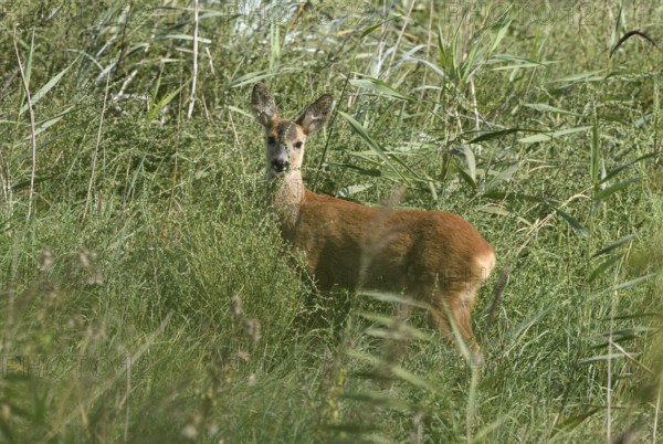 Young european roe deer (Capreolus capreolus) standing in the reeds, Poel Island,