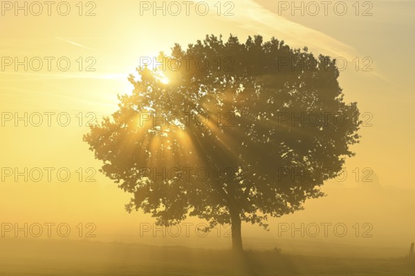 English oak (Quercus robur) in a meadow in the morning light and sunrays, Lower Rhine, North