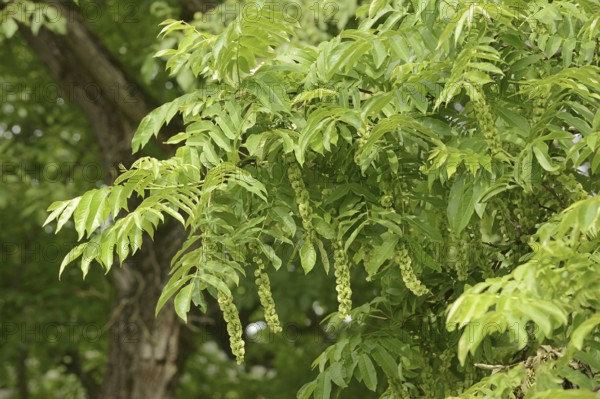 Caucasian wingnut (Pterocarya fraxinifolia) with fruit clusters, North Rhine-Westphalia, Germany,