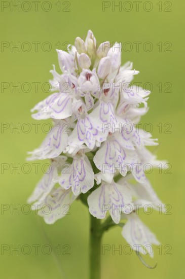 Moorland spotted orchid (Dactylorhiza maculata), North Rhine-Westphalia, Germany, Europe