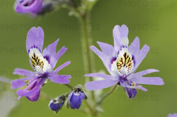 Butterfly flower (Schizanthus pinnatus), flowers, ornamental plant, North Rhine-Westphalia,