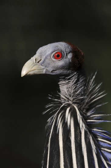 Vulturine guineafowl (Acryllium vulturinum), portrait, captive, occurring in East Africa