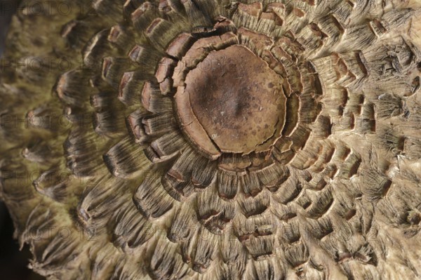Common saffron umbrella mushroom (Chlorophyllum rhacodes, Macrolepiota rhacodes), detail of cap,