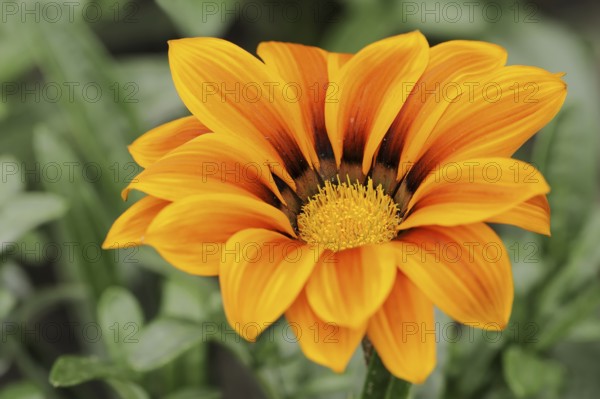 Gazania or Mittagsgold 'Kiss Orange' (Gazania hybride), flower, ornamental plant, North