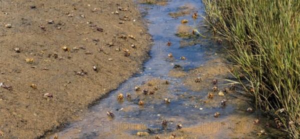 Small crabs move in muddy water next to a grassy shore, Vila Nova de Cacela, Faro, Algarve,