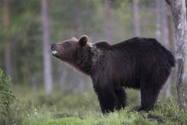 Brown bear (Ursus arctos) in the Finnish taiga, Kuusamo, Finland, Europe