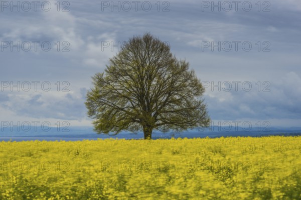 Lime tree (Tilia) on the Hödinger Berg, Hödingen, Lake Constance district, Upper Swabia,