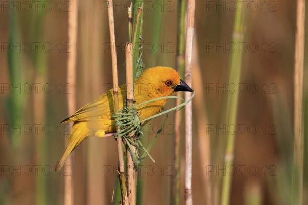 Eastern golden weaver (Ploceus subaureus), adult, male, starts nesting, Saint Lucia Estuary,