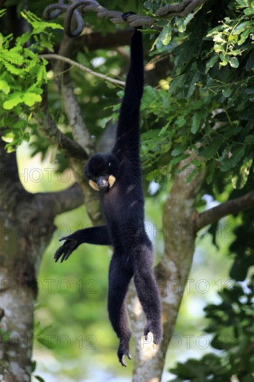 Southern Yellow-cheeked gibbon (Nomascus gabriellä), adult, male, hanging in tree, swinging from
