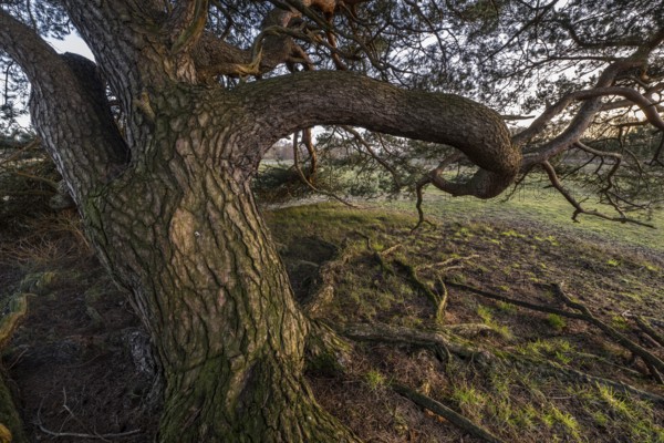 Old Scots pine (Pinus sylvestris), Emsland, Lower Saxony, Germany, Europe