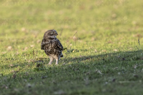Little owl (Athene noctua), Emsland, Lower Saxony, Germany, Europe