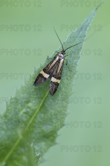 Longhorn butterfly (Nemophora degeerelle), Emsland, Lower Saxony, Germany, Europe