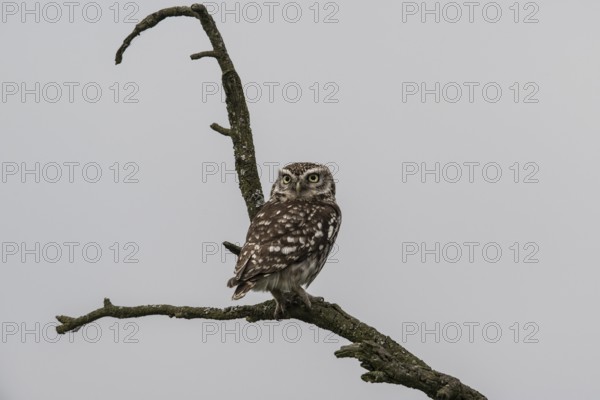 Little owl (Athene noctua), Emsland, Lower Saxony, Germany, Europe