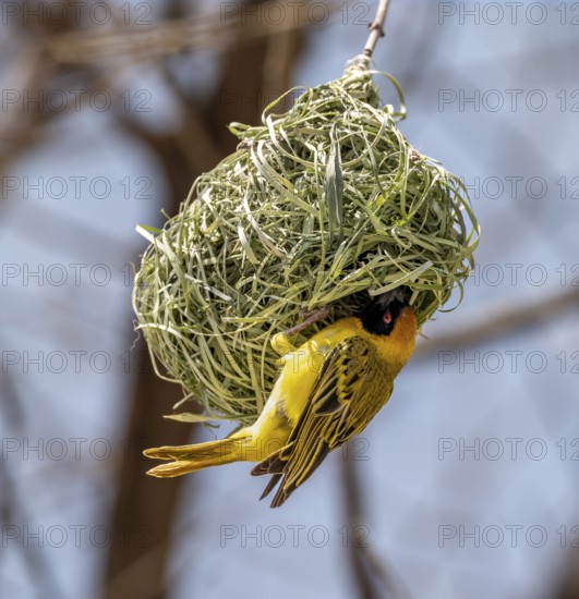 Southern masked weaver (Ploceus velatus) sitting on a weaver bird's nest, Etosha National Park,