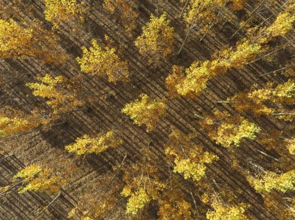 European Aspen (Populus tremula) in autumnal colours. Cultivated for timber. Aerial view. Drone