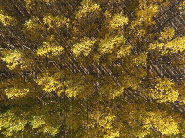 European Aspen (Populus tremula) in autumnal colours. Cultivated for timber. Aerial view. Drone