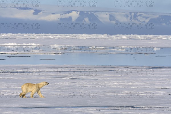 Polar bear (Ursus maritimus), goes, pack ice, ice floes, Svalbard, Norway, Europe