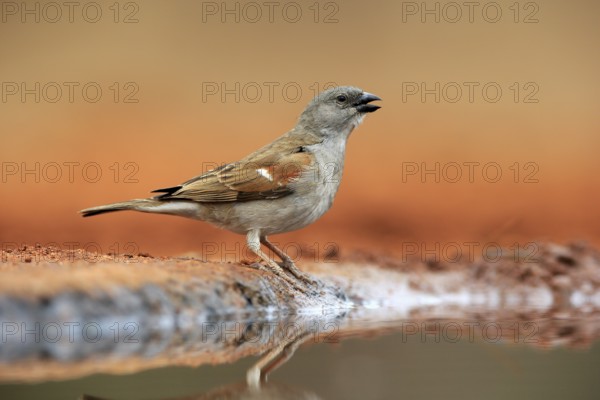Northern grey-headed sparrow (Passer griseus), adult, at the water, Kruger National Park, Kruger