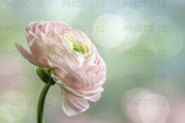 Single light pink Ranunculus flower on blurry background. KI generiert, generiert, AI generated