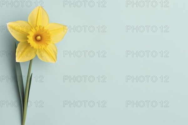 Single yellow Daffodil spring flower on side of blue bakcground with copy space. KI generiert,