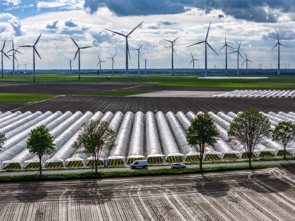 Agriculture, large areas with foil tunnel, for the cultivation of strawberries, freshly cultivated