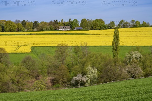 Spring, rape field in bloom, between Rohmbachtal and Rossenbecktal, half-timbered house, farm, in