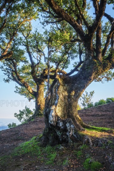 Centuries-old til trees in fantastic magical idyllic Fanal Laurisilva forest on sunrise. Madeira