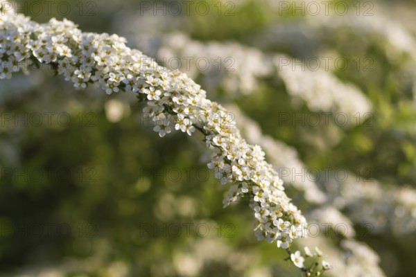 Blooming spiraea trees in spring park