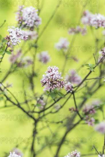 Blooming lilac in the botanical garden in spring