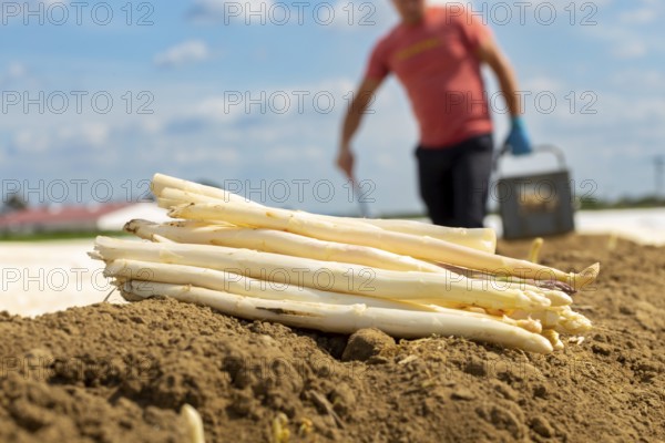 Agriculture asparagus harvest in Mutterstadt, Palatinate