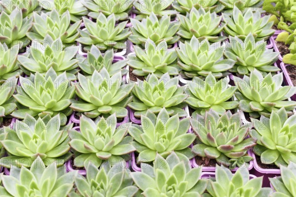 Small succulent plants background. greenhouse, top view, floral texture