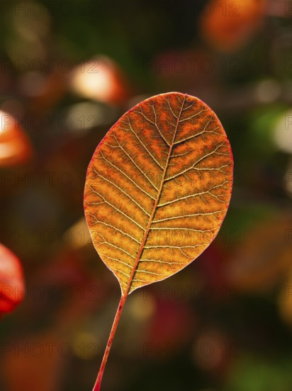 Eurasian Smoke Tree (Cotinus coggygria), or Wig Bush in garden, single leaf in autumn color, with