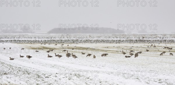 Greylag Geese (Anser anser), flock grazing on a meadow in a snow storm, at the end of March, island