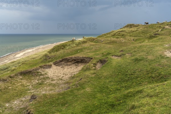 Horses in the Svinklovene dunes at Jammer Bay, Fjerritslev, Denmark, Europe