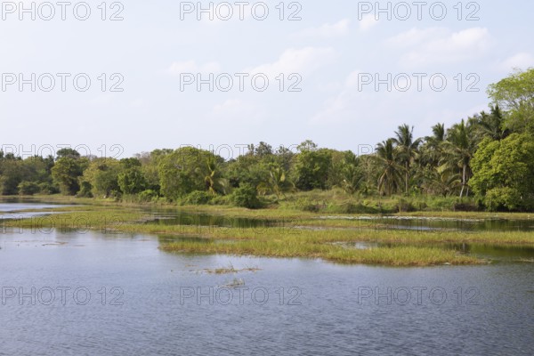 Shoreline landscape at an artificial lake or Wewa, Kataragama, Uva Province, Sri Lanka, Asia