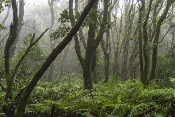 Laurel forest in the Anaga Mountains, Las Vueltas de Taganana, Tenerife, Canary Islands, Spain,