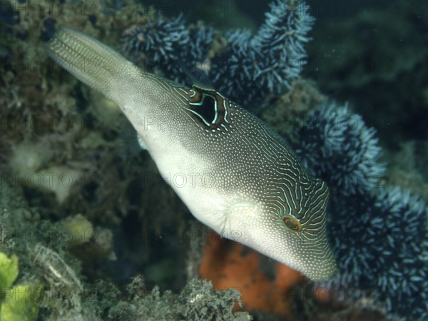 A pufferfish, Eye-spotted Pufferfish (Canthigaster solandri), swimming near Blue coral in the sea,