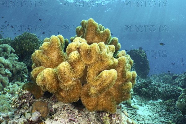 Mushroom leather coral (Sarcophyton glaucum) in sunlight, surrounded by small fish, dive site Coral