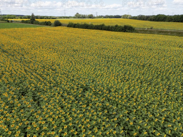 Sunflower field near Holzhausen, town of Rheinau, aerial view, Ortenau district, Baden-Württemberg,