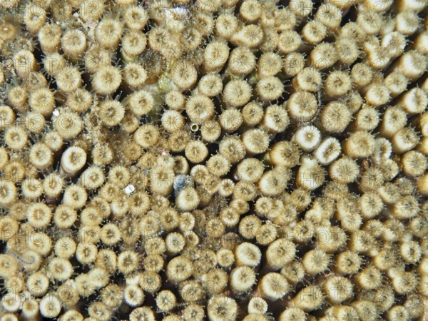 Close-up of yellowish coral with detailed texture, grass coral (Cladocora caespitosa), dive site