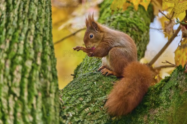 Eurasian squirrel (Sciurus vulgaris), sitting on a tree in an autumnal setting with colourful