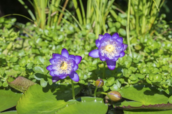 Blue-purple coloured tropical water lilies in a garden pond, Gigantea Dark Purple, water lily,