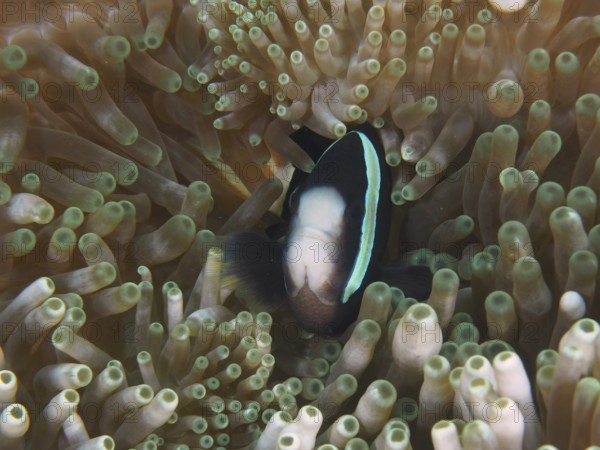 A Clark's anemonefish (Amphiprion clarkii) melanistic, swimming between the tentacles of a sea
