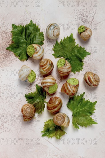 Snails stuffed in Burgundy, top view, with grape leaves, French cuisine, no people