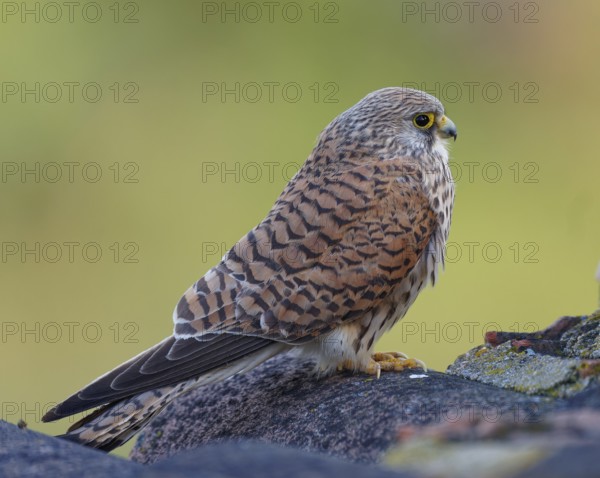 Female lesser kestrel (Falco naumanni), Extremadura, Spain, Europe