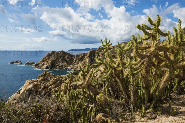 Coastal landscape with cacti and rocks, Capo Ferrato, Muravera, Province of Cagliari, Sardinia,