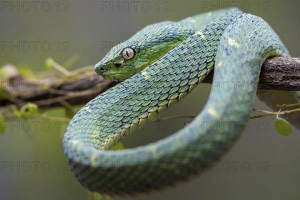 Bothriechis lateralis (Bothriechis lateralis), sitting on a branch, Heredia province, Costa Rica,