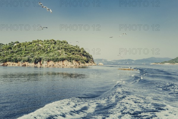Seagulls off the coast of the Greek island of Skiathos, Greece, Europe